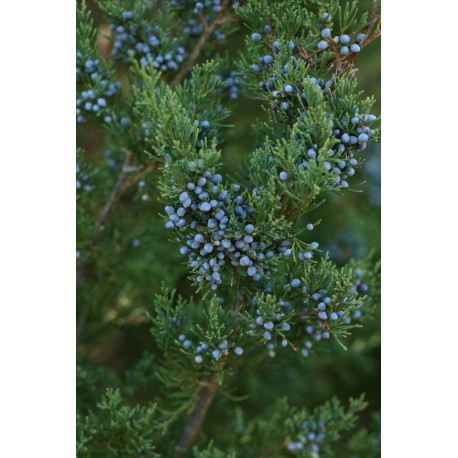 Bois de cèdre – Juniperus virginiana – 15ml